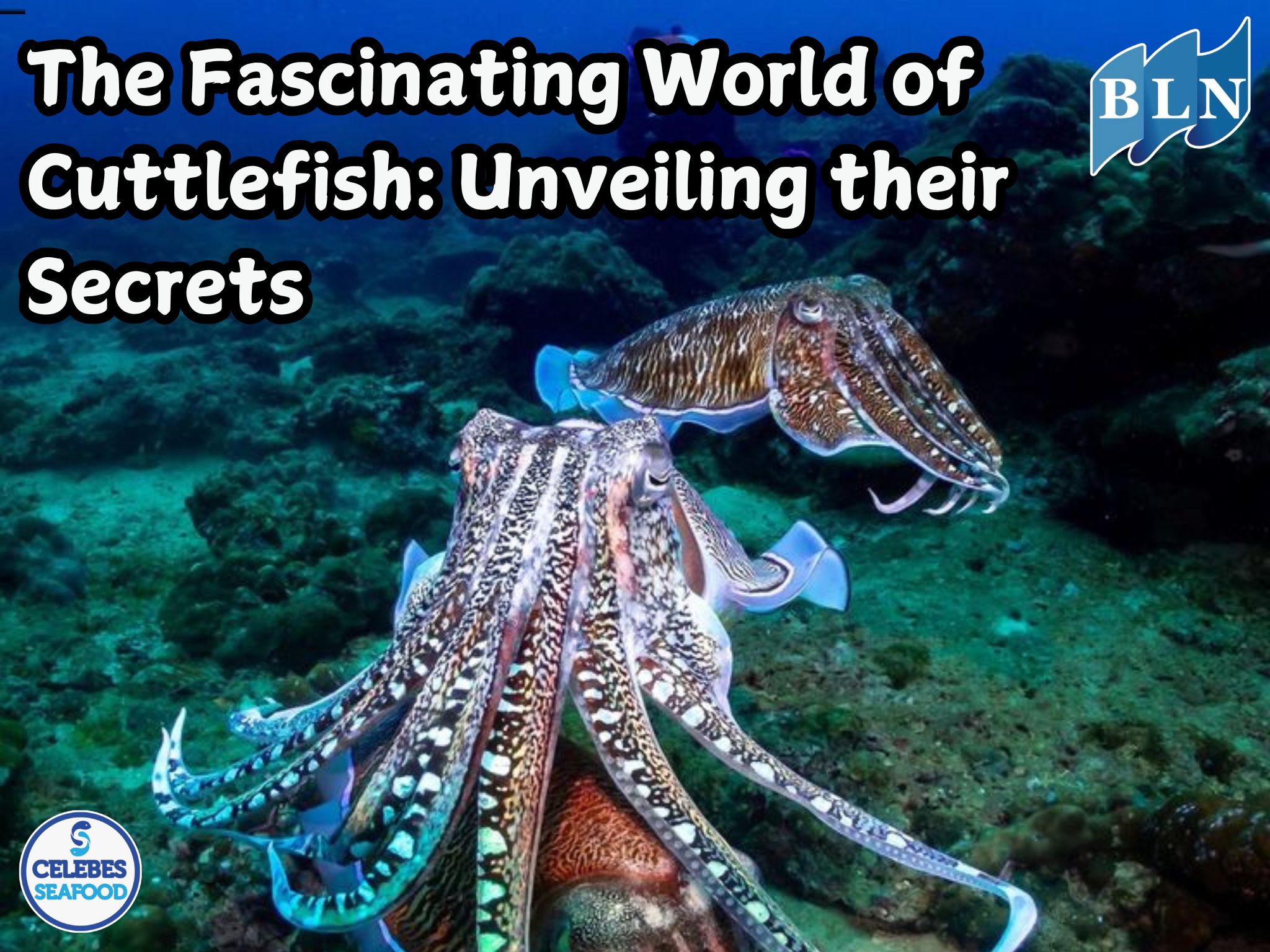 The Fascinating World of Cuttlefish: Unveiling their Secrets